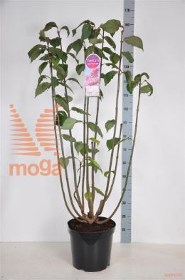 http://twentheplant.nl/tsd/74813_SYMCANAD_9C15090120_1.jpg