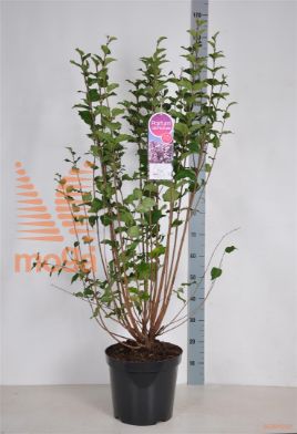 http://twentheplant.nl/tsd/74813_SYJOSEE_9C15090120_1.jpg