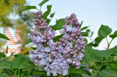 http://twentheplant.nl/tsd/74813_SYVVLEMO_9C15090120_1.jpg