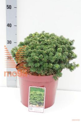 http://twentheplant.nl/tsd/60990_ABKBRILL_8P26030035_1.jpg