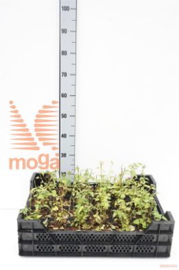 http://twentheplant.nl/tsd/59103_AGBADDER_8P09_1.jpg