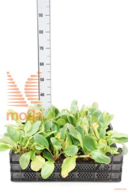 http://twentheplant.nl/tsd/59103_BEBWHITE_8P09_1.jpg