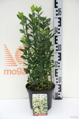 http://twentheplant.nl/tsd/85690_EUJASPRI_8P17020025_1.jpg