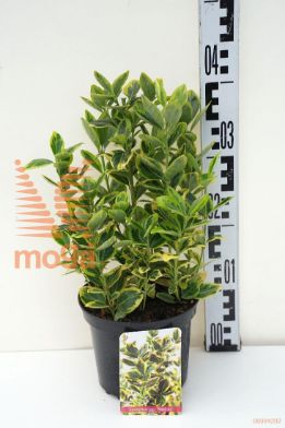 http://twentheplant.nl/tsd/85690_EUJMARIE_8P17020025_1.jpg