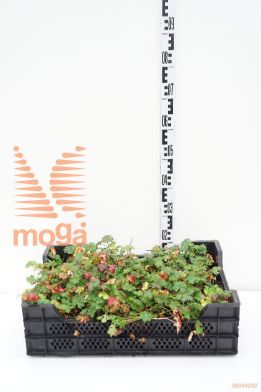 http://twentheplant.nl/tsd/59103_GECBIOKO_8P09_1.jpg