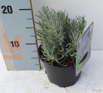 http://twentheplant.nl/tsd/85690_LAADBLUE_8P13015020_1.jpg
