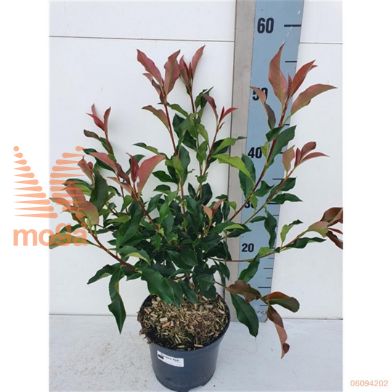 http://twentheplant.nl/tsd/85690_PHFDRED_8P17025030_1.jpg