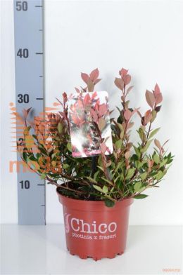 http://twentheplant.nl/tsd/85690_PHFCHICO_8P17020025_2.jpg