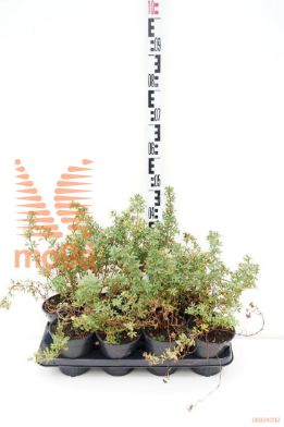 http://twentheplant.nl/tsd/59103_POFELIZA_8p13_1.jpg