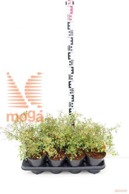 http://twentheplant.nl/tsd/59103_ROWFAIRY_8p13_1.jpg