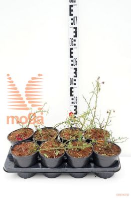 http://twentheplant.nl/tsd/59103_RORFAIRY_8p13_1.jpg