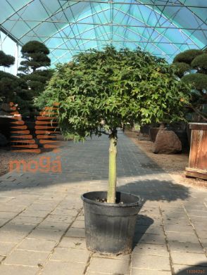 Acer palmatum "Kiyo hime" |1/4 stem|FI:60-80|extra|C