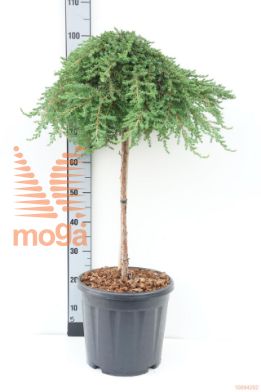 http://twentheplant.nl/tsd/73487_JUCGREEN_s060c15_1.jpg