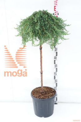 http://twentheplant.nl/tsd/73487_JUCGREEN_s080c15_1.jpg