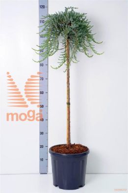 http://twentheplant.nl/tsd/73487_JUCSIBIR_S080C10_1.jpg