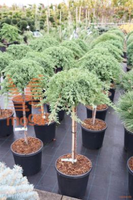 http://twentheplant.nl/tsd/73487_JUPNANA_S060C15_2.jpg