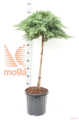 http://twentheplant.nl/tsd/73487_JUPNANA_s080c15_1.jpg