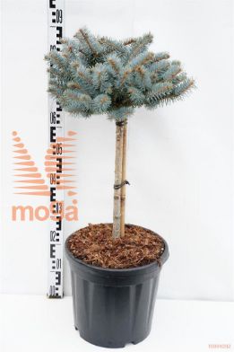 http://twentheplant.nl/tsd/73487_PIPGGLOB_S040C18_1.jpg