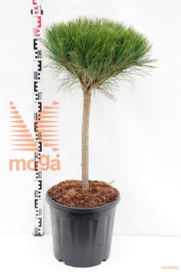 http://twentheplant.nl/tsd/73487_PIDAVERK_S040C20_1.jpg