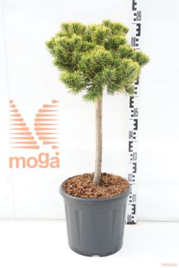 http://twentheplant.nl/tsd/73487_PIMCWINT_s040c15_1.jpg
