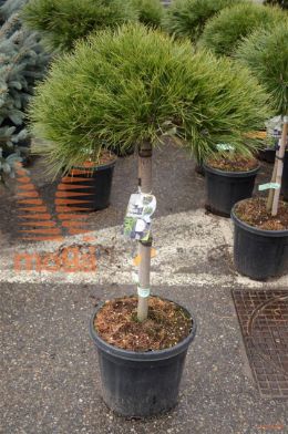 http://twentheplant.nl/tsd/73487_PINBREPO_S050C18_2.jpg