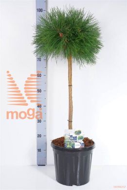 http://twentheplant.nl/tsd/73487_PINBREPO_S050P26_1.jpg