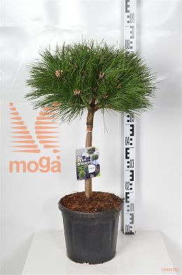 http://twentheplant.nl/tsd/73487_PINBREPO_S030P26_2.jpg