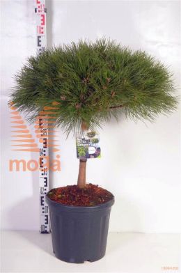 http://twentheplant.nl/tsd/73487_PINBREPO_S030C18_2.jpg