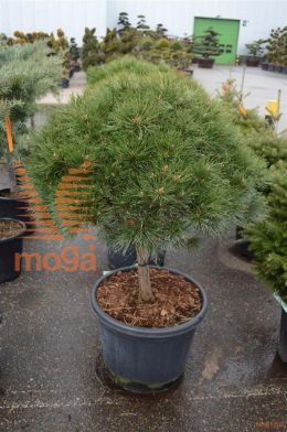 http://twentheplant.nl/tsd/73487_PINBREPO_S050C65_2.jpg