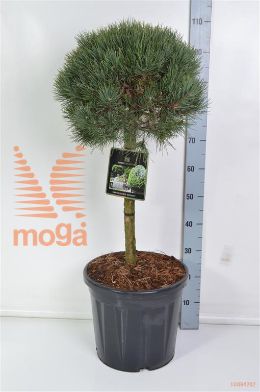 http://twentheplant.nl/tsd/73487_PISWATER_S040C20_2.jpg