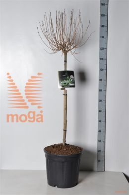 http://twentheplant.nl/tsd/73487_SYVPPERF_S080C20_2.jpg