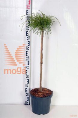 http://twentheplant.nl/tsd/73487_THPWHIPC_S060P26_2.jpg