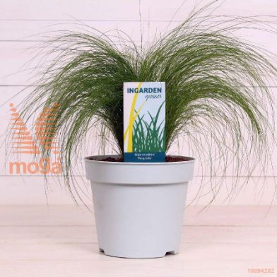 http://twentheplant.nl/tsd/51007_STTPTAIL_8P17_1.jpg