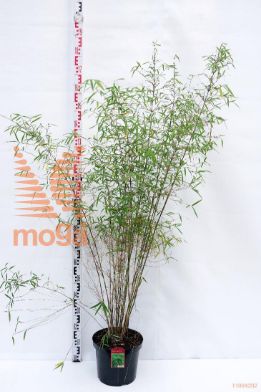 http://twentheplant.nl/tsd/52119_FAANGUST_9c10125150_1.jpg
