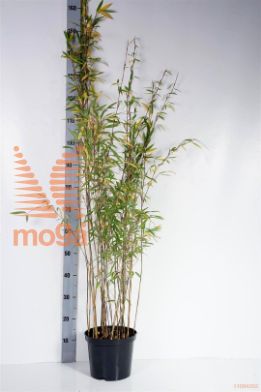 http://twentheplant.nl/tsd/52119_FANVOLCA_8P23080100_1.jpg