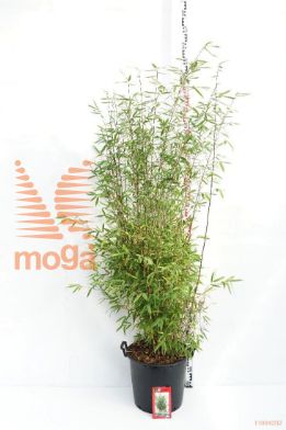 http://twentheplant.nl/tsd/52119_FANWINTE_9c30175200_1.jpg