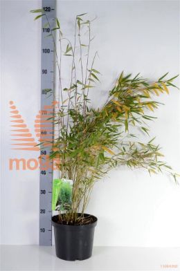 http://twentheplant.nl/tsd/52119_FAOBELIS_8P23060080_2.jpg