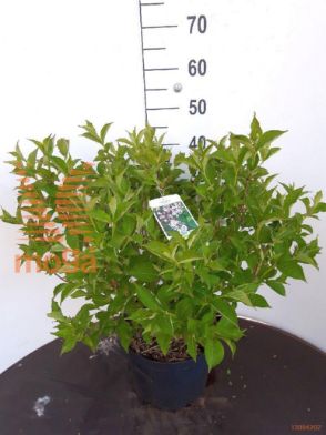 http://twentheplant.nl/tsd/90925_WEROSEA_9C10050060_1.jpg