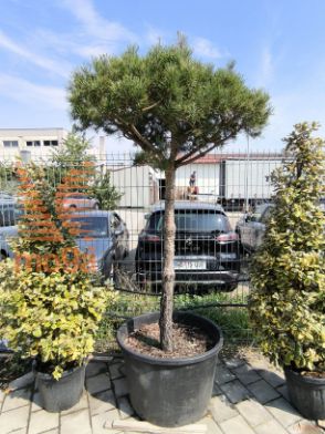Pinus sylvestris |18/20|3/4 stem|C