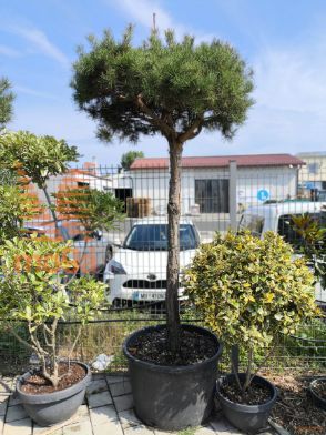 Pinus sylvestris |25/30|3/4 stem|C