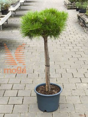 Pinus nigra "Brepo" ® |1/4 stem|FI:40-50|C