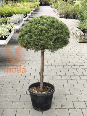 Pinus mugo "Mops" |12/14|Half standard|C30