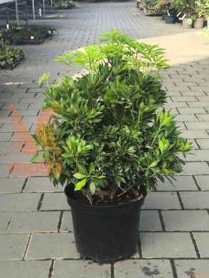 japonski pieris "White Cascade"
