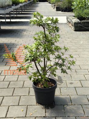 japonska azaleja "Amoena"