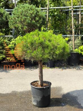 Pinus densiflora "Alice Verkade" |1/4 stem|extra|C
