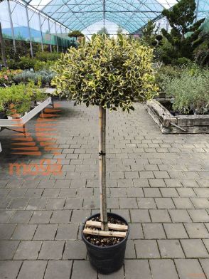 Ilex aquifolium "Argentea Marginata" |Half standard|FI:30-40|C