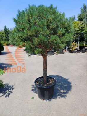 Pinus sylvestris "Watereri" |Half standard|FI:100-125|extra|C