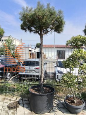 Pinus sylvestris |20/25|3/4 stem|C