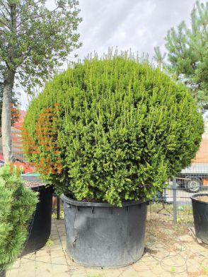 Taxus baccata |FI:200-250|Ball|soliter|C
