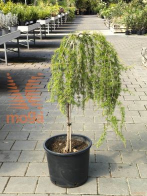 Larix decidua "Puli" |1/4 stem|C